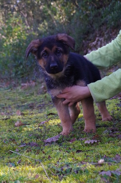 des Hauts du Carami - Chiots disponibles - Berger Allemand